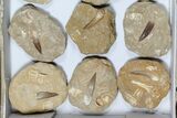 Lot: Real Fossil Plesiosaur Teeth In Matrix - Pieces #119605-2